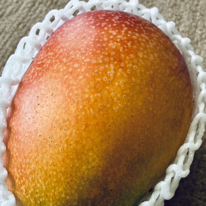沖縄アップルマンゴー