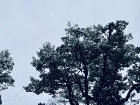 雪のふる空と木