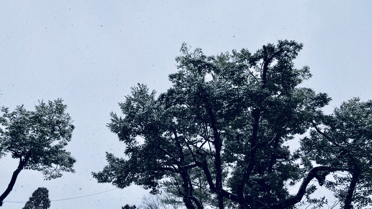 雪のふる空と木
