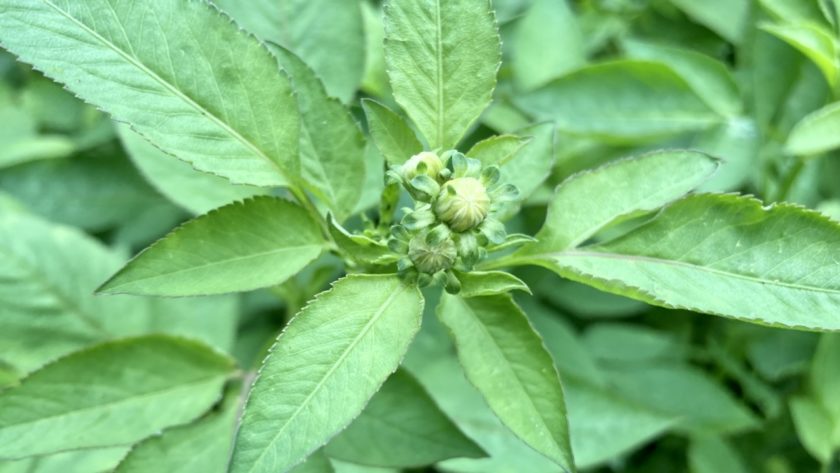 センダングサ　つぼみと葉