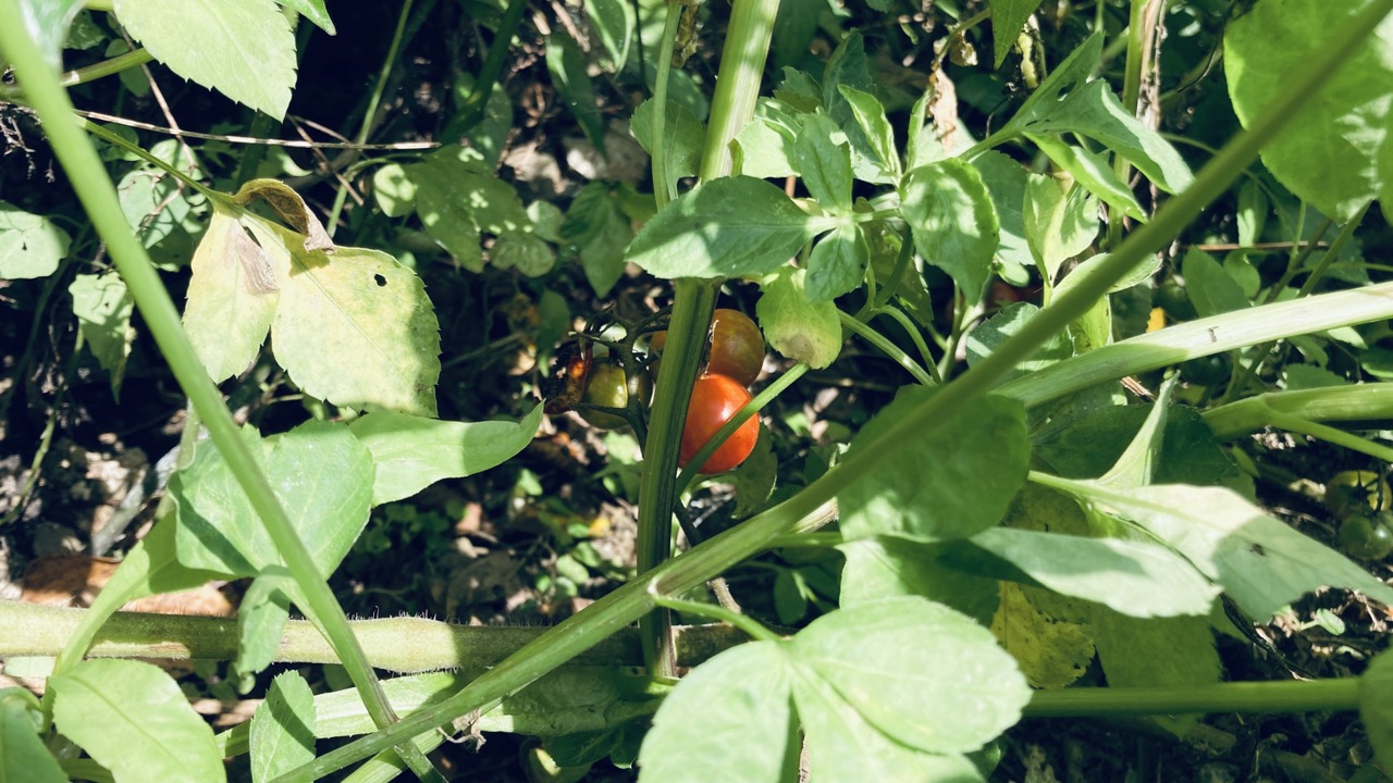 センダングサにおおわれるプチトマトの赤い実