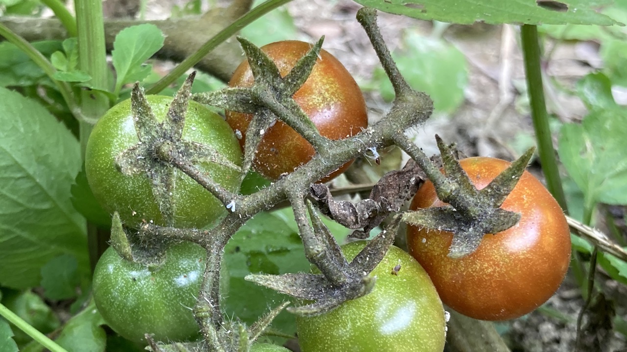 プチトマトの実(緑色と赤色)