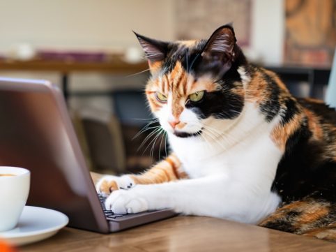 パソコンで仕事する三毛猫 AI生成