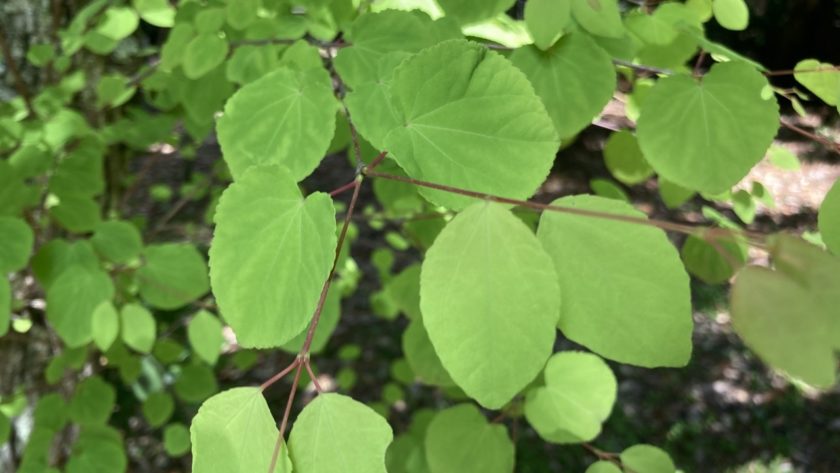 名前のわからない植物