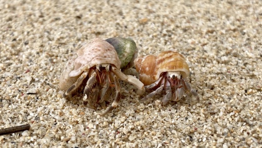 砂浜のヤドカリ