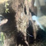 ヤマトヌマエビ