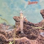 ヤマトヌマエビ