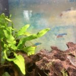 ヤマトヌマエビの住む水槽