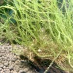 水槽の苔水草