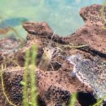 頭を見せるヤマトヌマエビ