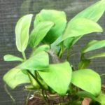 隠れるヤマトヌマエビ