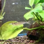 葉に乗るヤマトヌマエビ