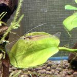 ヤマトヌマエビ