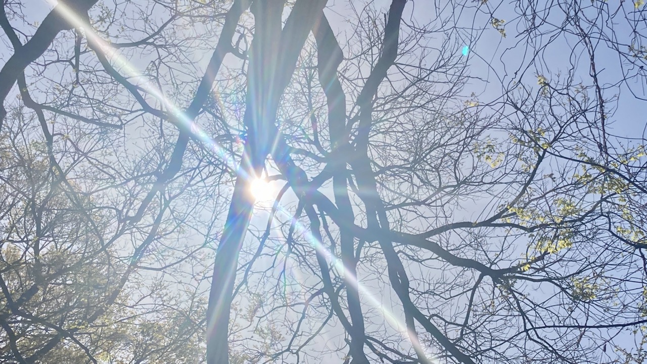公園のベンチから見た太陽