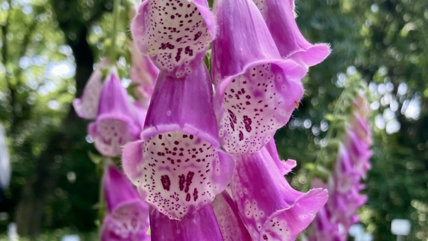 ジキタリスの花