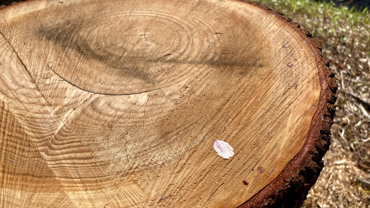 イチョウの切り株