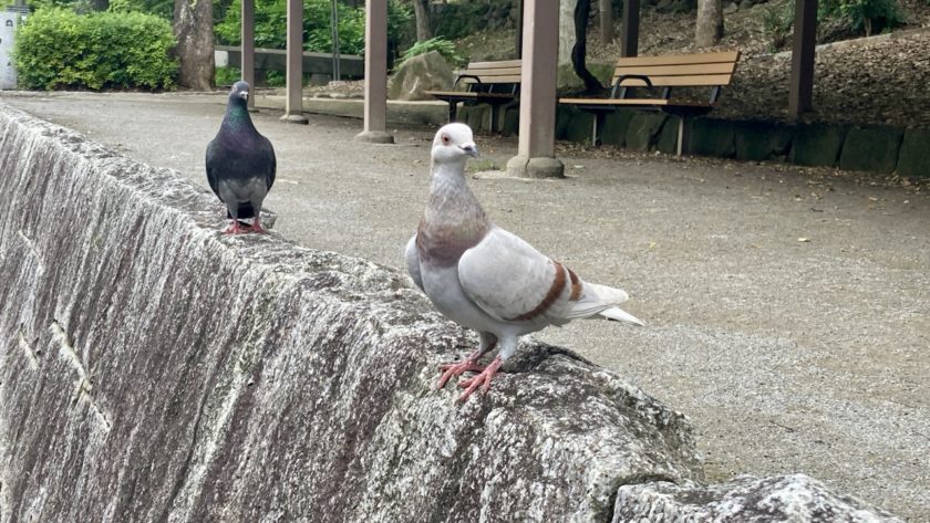 江戸川公園 色の違う鳩