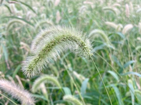 空き地の植物(秋)