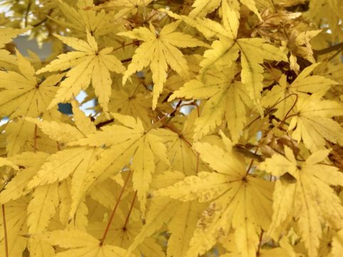 黄色の紅葉