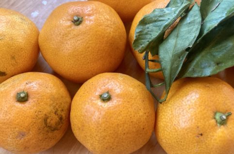 静岡産無農薬みかん