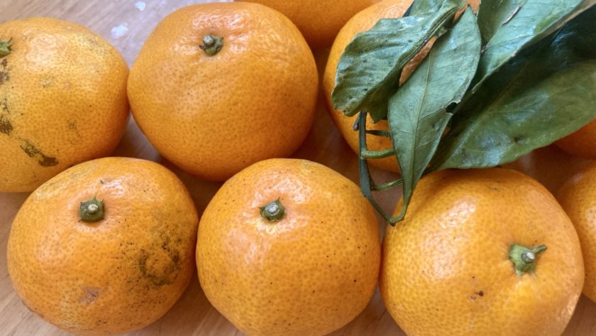 静岡産無農薬みかん