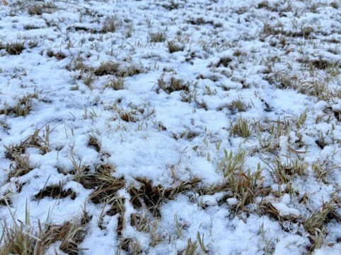 紀尾井町で見た雪