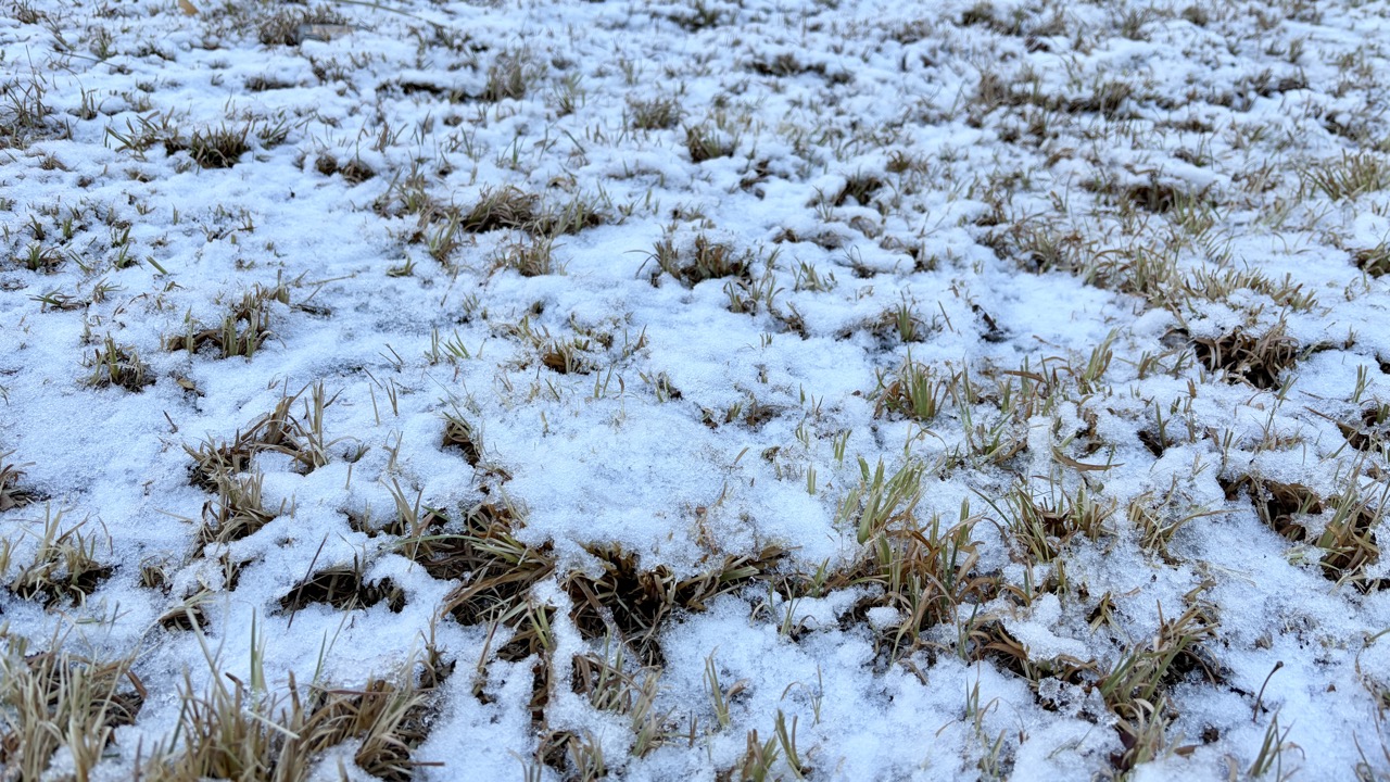 紀尾井町で見た雪