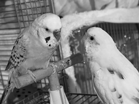 会話するセキセイインコ