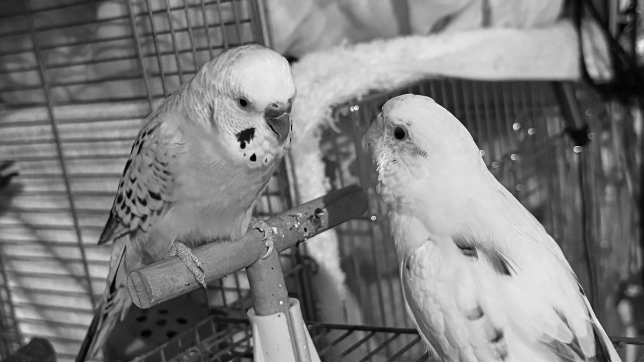 会話するセキセイインコ