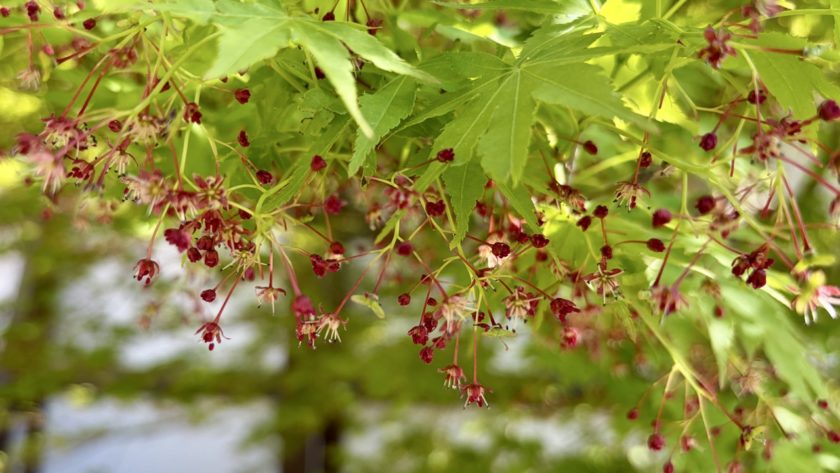 紅葉の花 京都御所
