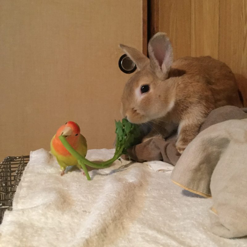 リモーネとコニー